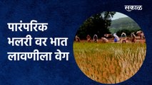 Satara : पारंपरिक भलरी वर भात लावणीला वेग |Traditional song | Rice planting |Sakal Media