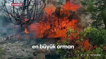 ABD'de New York City'den daha büyük ormanlık alan küle döndü