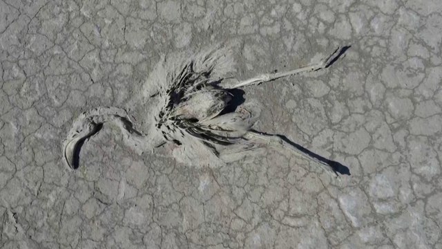 Turquie : des milliers de flamants roses meurent sur le lac Tuz asséché