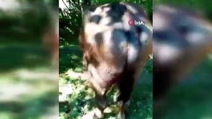 Manda sürüsüne ayı saldırdı