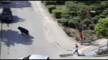 Kurbanlık dana kaçtı, onlar kovaladı