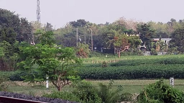 Bandel to Katwa Jn 12 coach EMU local train arriving speedily middle of the greenery through a curve
