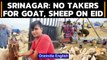 Srinagar: Famous Eidgah market sees poor sales of goat, sheep on Eid | Oneindia News