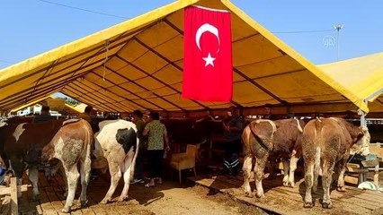 Kurban pazarları ve kesimhanelerde hareketlilik yaşanıyor