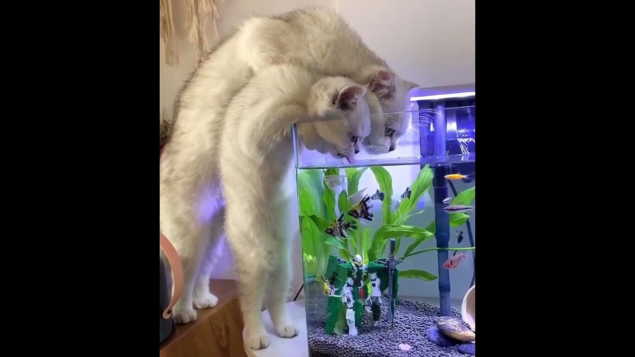 Funny and Cute Pet compilation 2  Try not to laugh impossible challenge hardest version ever