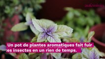 8 astuces pour se débarrasser définitivement des mouches