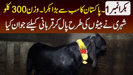 Bakra No.1 - Pakistan Ka Sab Se Bara Bakra - Wazan 300KG - Shehri Ne Beto Ki Tarah Pal Kar Jawan Kia
