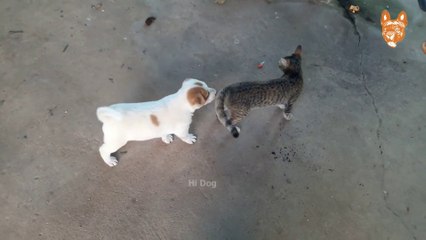 Angry  Funny Dogs and Cats of TikTok  Compilation 3  Try not to laugh impossible