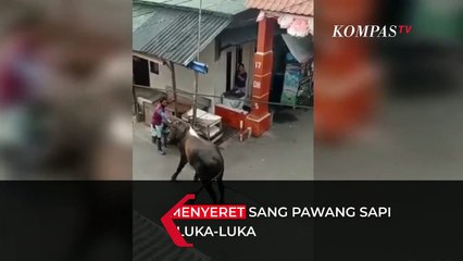 Sapi Ngamuk Hingga Menyeret Pawang di Permukiman Warga
