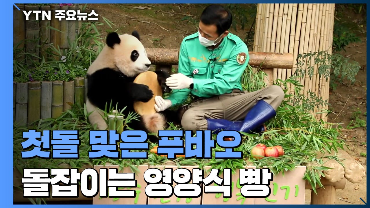 아기 판다 '푸바오' 돌잔치...건강과 행복 기원 / YTN