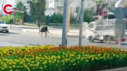 Şanlıurfa’da kaçan boğalar sahiplerine zor anlar yaşattı