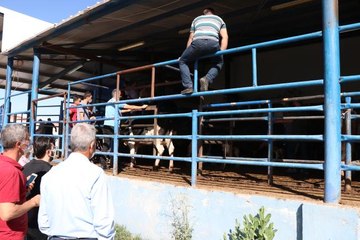 İç Anadolu'da Kurban Bayramı kutlanıyor