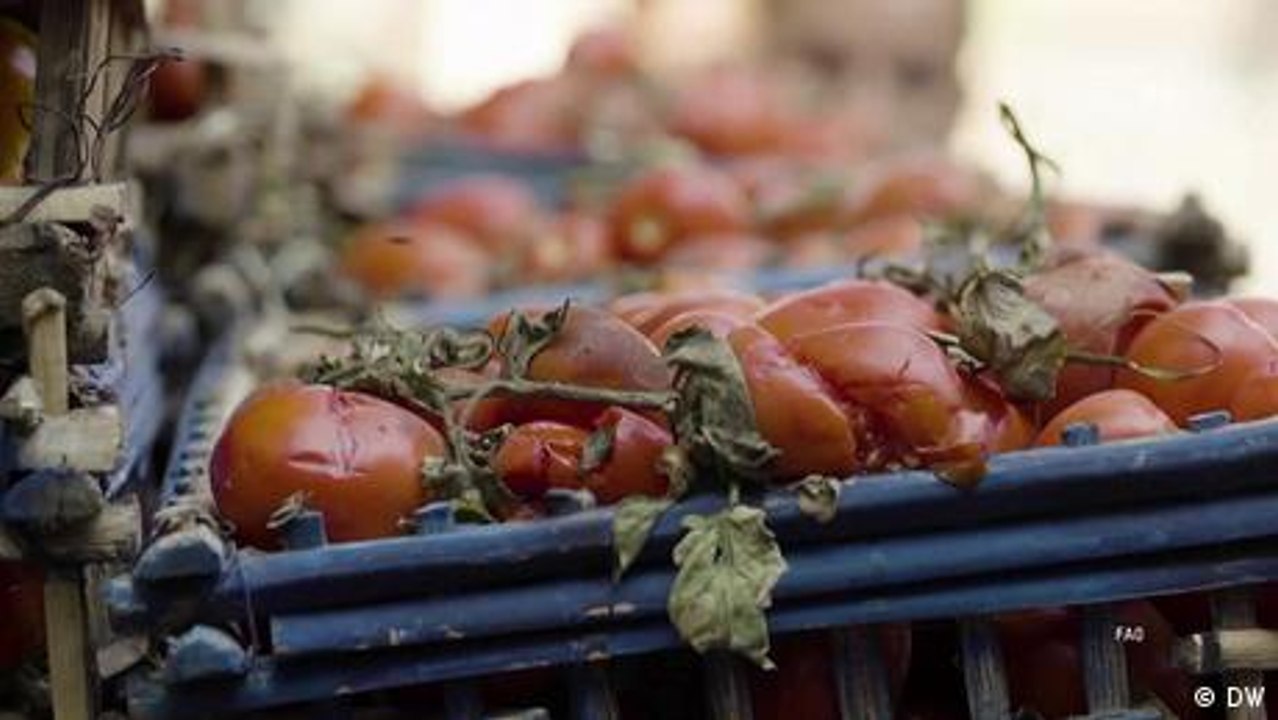 ¿Frescas para siempre? Conservación de frutas y verduras