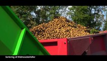 Sortering af Vildmosekartofler | Vores Nordjylland - Landsdelen i billeder og musik | Gaardsmand Film 2017 | TV2 NORD - TV2 Danmark