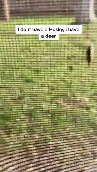 Husky Playfully Prances Like a Deer