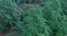 Mazara del Vallo (TP) - Coltivano marijuana in un terreno: 2 arresti (20.07.21)