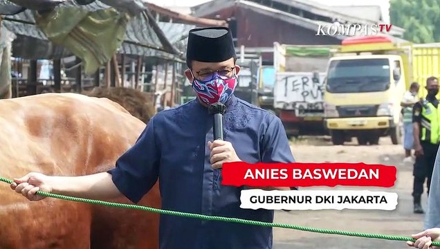 Momen Anies Melepas Sapi Limosin Seberat 1,1 ton Untuk Dikurbankan