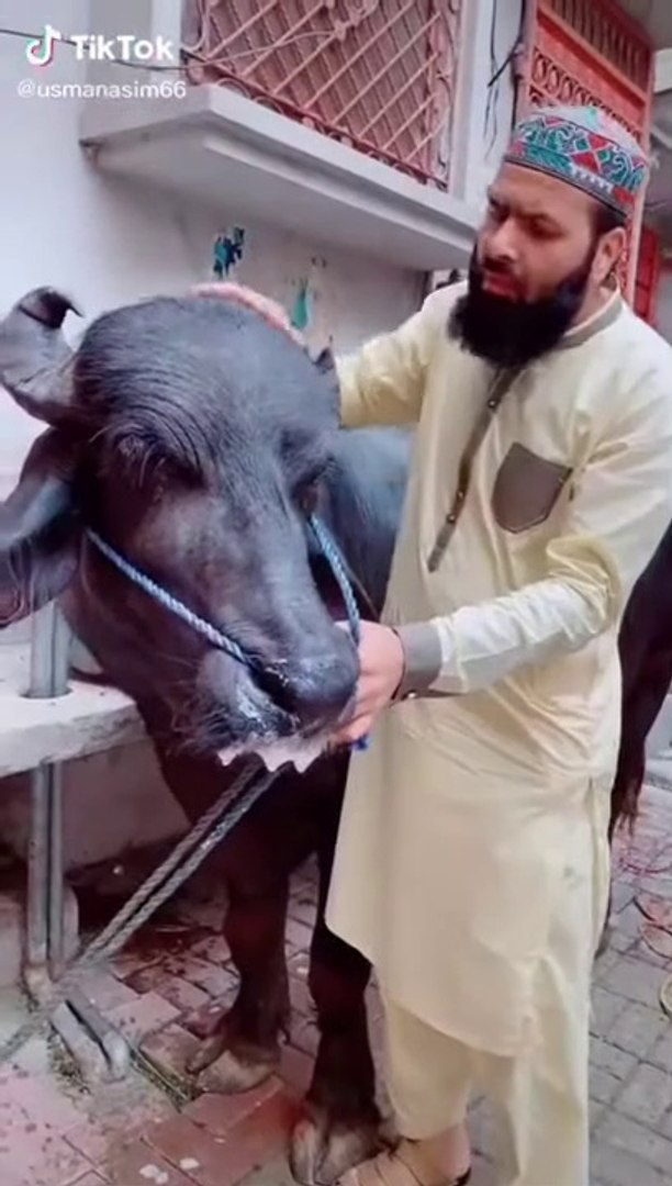 Tezabi totay 2025 bakra eid 2021