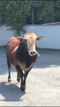 Çekmeköy'de kaçan kurbanlık, sahibine zor anlar yaşattı