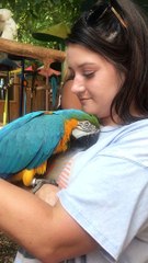 Parrot Cuddles Warm Woman's Heart
