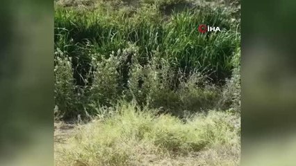 Başkent'te sazlıklara saklanan boğa kurtulamadı