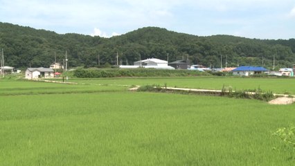 [경기] 용인시, 비용과 노동력 절감 '드문 모심기' 시범 도입 / YTN
