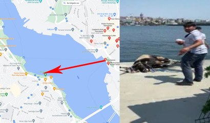 Kasımpaşa'dan denize atlayan kurbanlık dana Balat sahiline kadar yüzdü