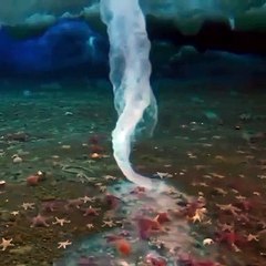 Sualtı buz saçağı önüne çıkan her şeyi donduruyor