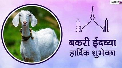 Bakri Eid 2021 HD Images: बकरी ईद निमित्त Greetings, Wallpapers, Wishes, WhatsApp Status