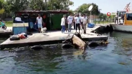 Kasımpaşa'dan denize atlayan kurbanlık dana Balat sahiline kadar yüzdü
