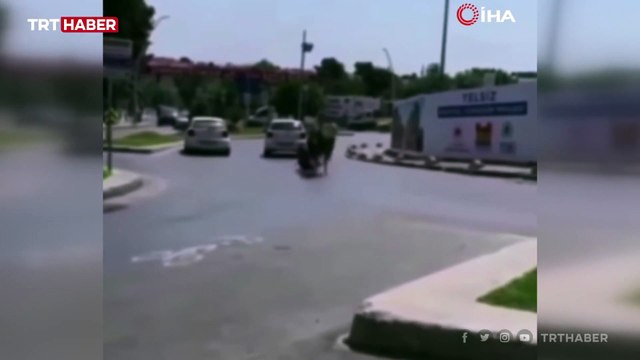 Kaçan kurbanlığı kuyruğundan tutan kişi metrelerce sürüklendi