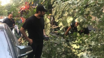 NİŞANTAŞI'NDA OYUNCUNUN OTOMOBİLİNİN ÜSTÜNE AĞAÇ DEVRİLDİ