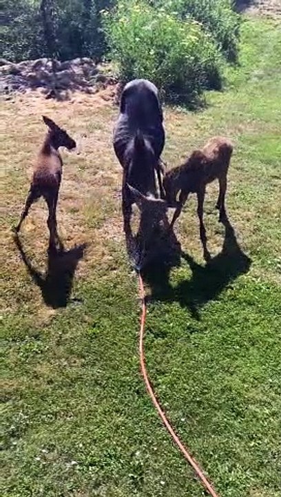 Moose Babies Play While Mom Cools Off
