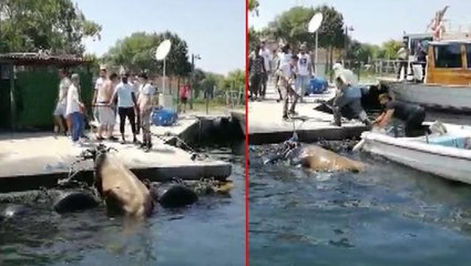 Kasımpaşa'dan denize atlayan kurbanlık dana, Balat sahiline kadar yüzdü
