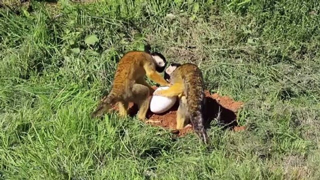 Squirrel monkeys discover dinosuar nest at ZSL Whipsnade Zoo (C) ZSL