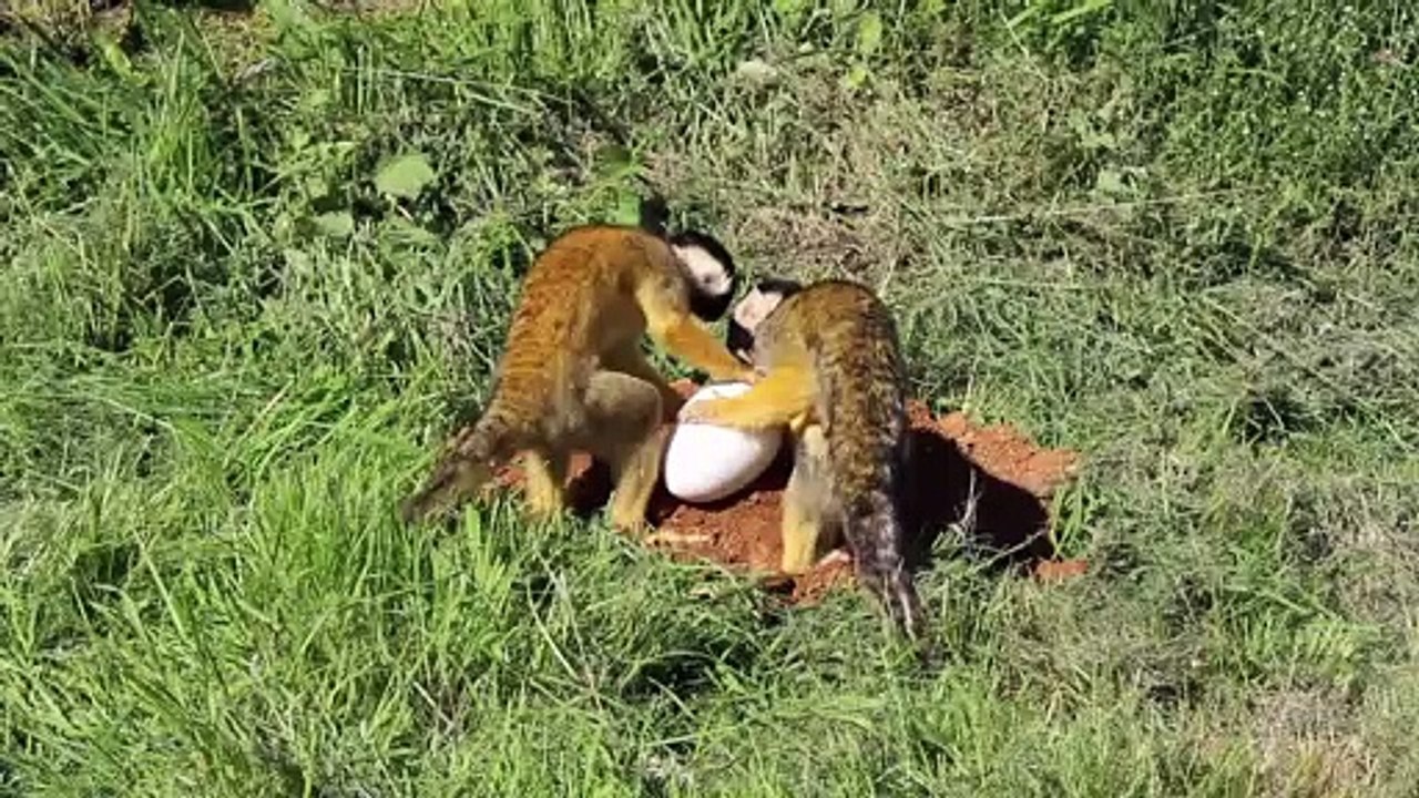 Squirrel monkeys discover dinosuar nest at ZSL...