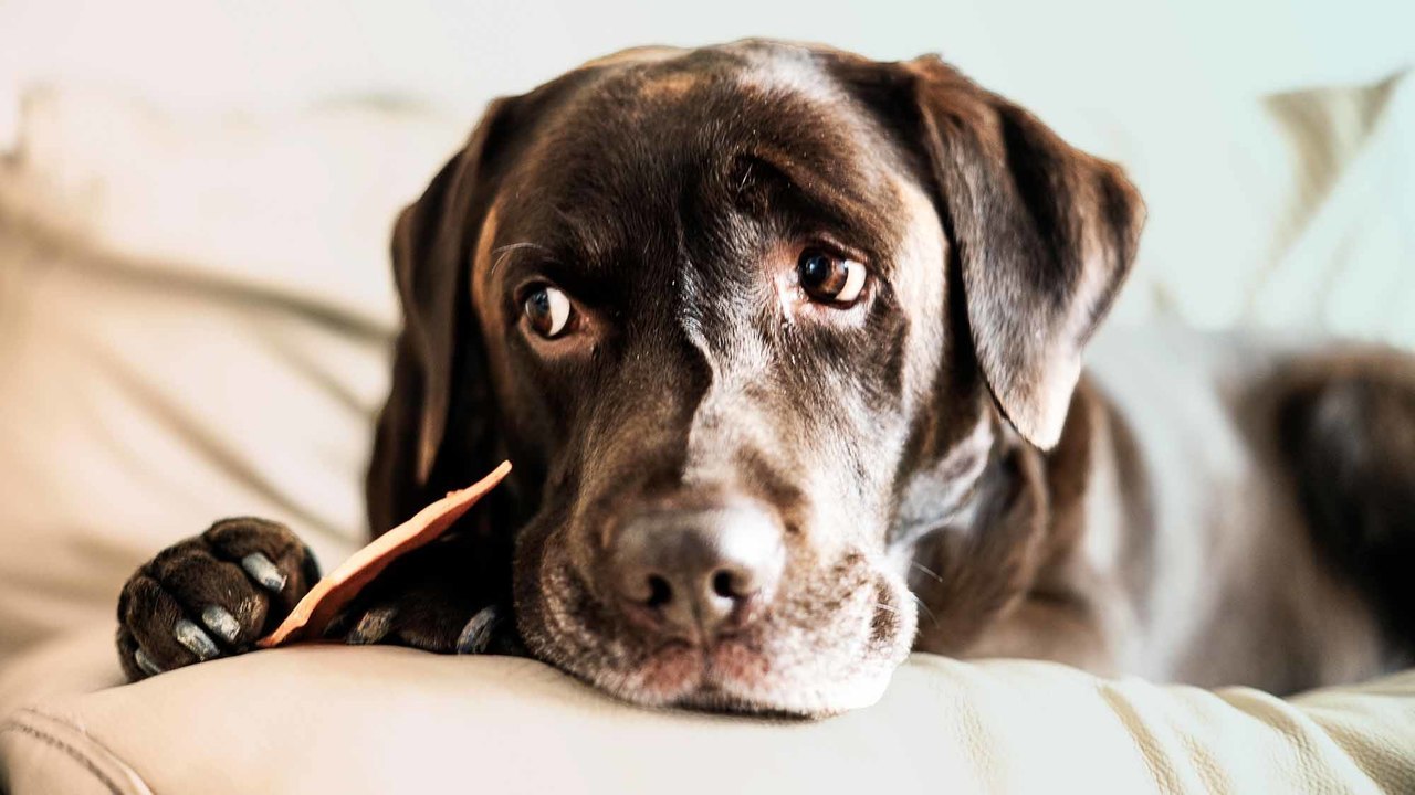 How to Help Ease Your Pet's Anxiety When You Go Back to Work, According to Vets