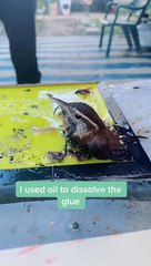 Rescue of Wren Stuck in Glue Trap