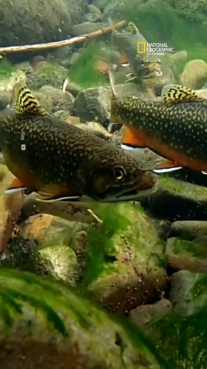 En Utah, arrojan miles de peces desde avionetas para repoblar la fauna de sus lagos