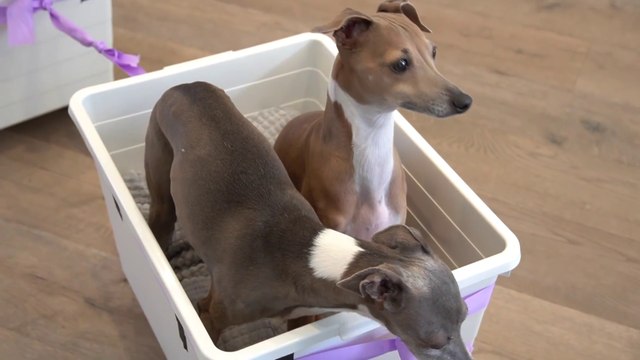 Develops your Dog's Hidden Intelligence To eliminate.I Made A Train For My Dogs