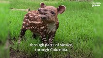 Meet the endangered baby tapir on an important mission