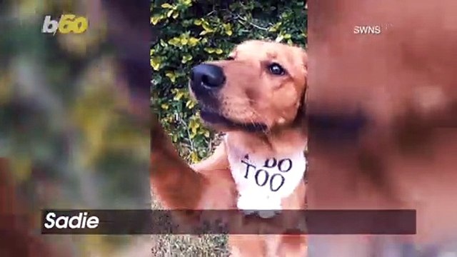 Check Out This Funny Ring-Bearing Dog Run Amok at a Couples’ Wedding!