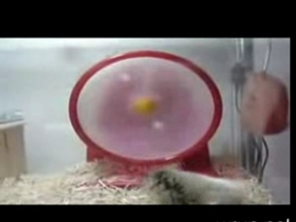 Hamster tres Rapide !!!! A voir