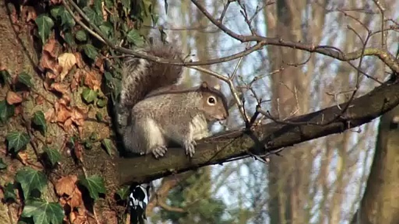 The Shooting Show Essex squirrels and muntjac, and IWA special report