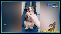 Cachorros Engraçados TENTE NÃO RIR - Funny Dogs - Try Not To Laugh - Engraçados e Fofos #engraçados