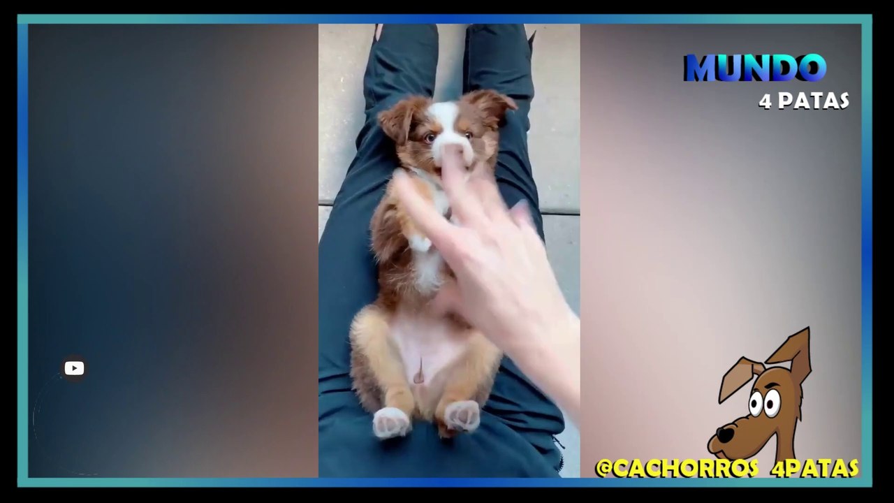 Cachorros Engraçados TENTE NÃO RIR - Funny Dogs - Try Not To Laugh - Engraçados e Fofos #engraçados