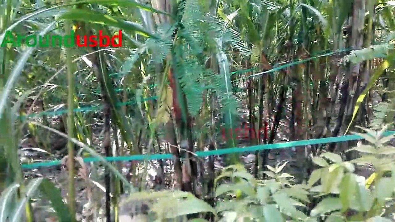 SugarCane Cultivation aroundusbd