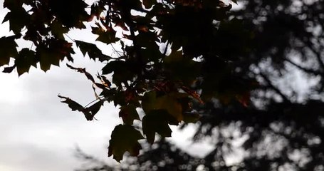 test upload Lumix s1h