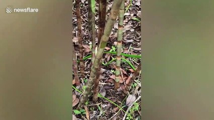 Un serpent vert capture un lézard bien plus gros que lui