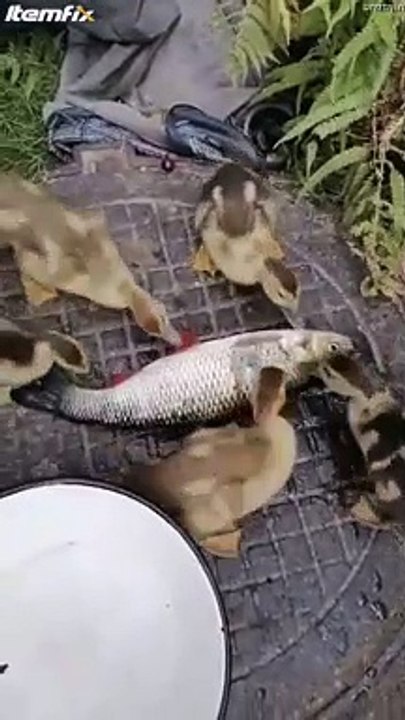 Quand tu as la flemme de nettoyer ton poisson frais